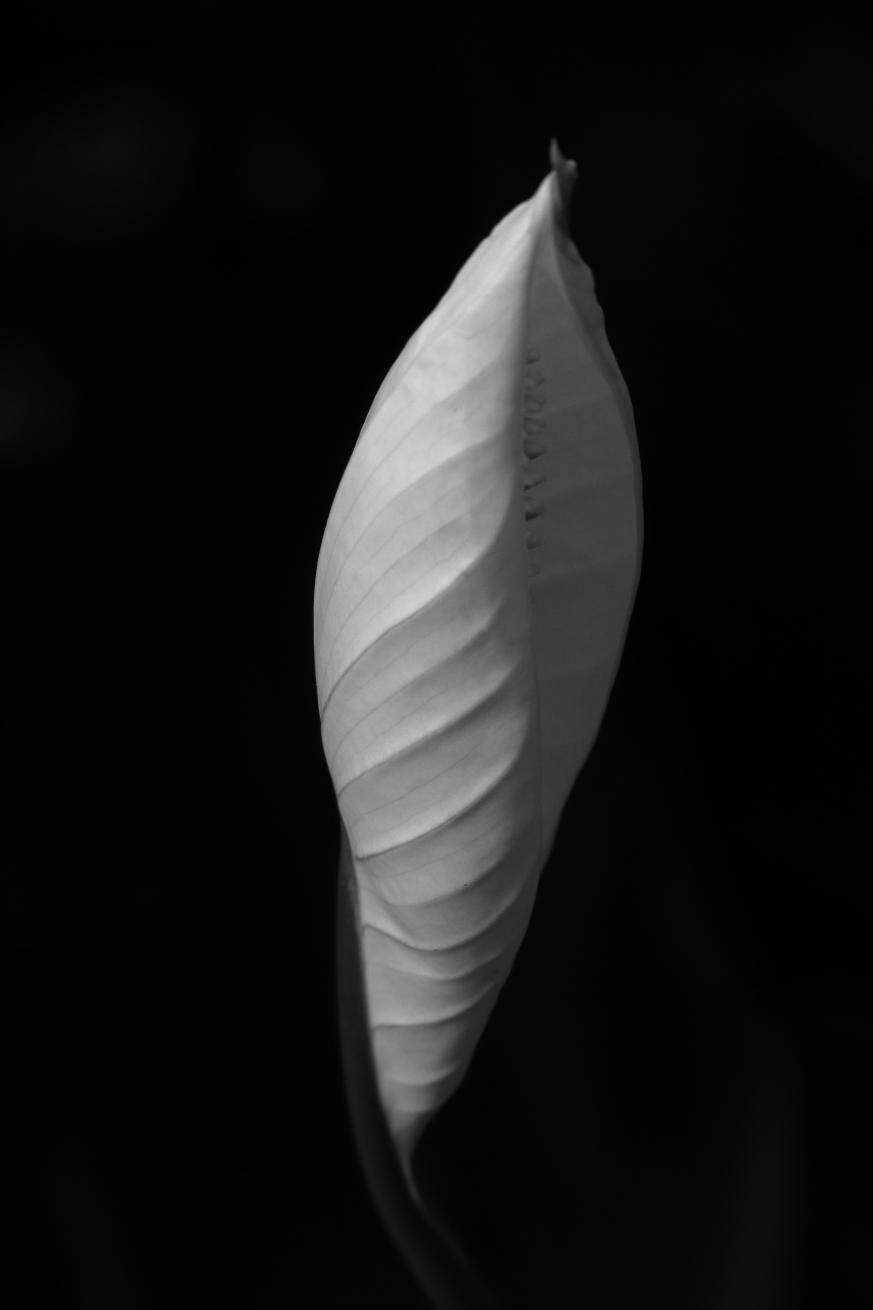 2015 09 02 HTP 05537ebw